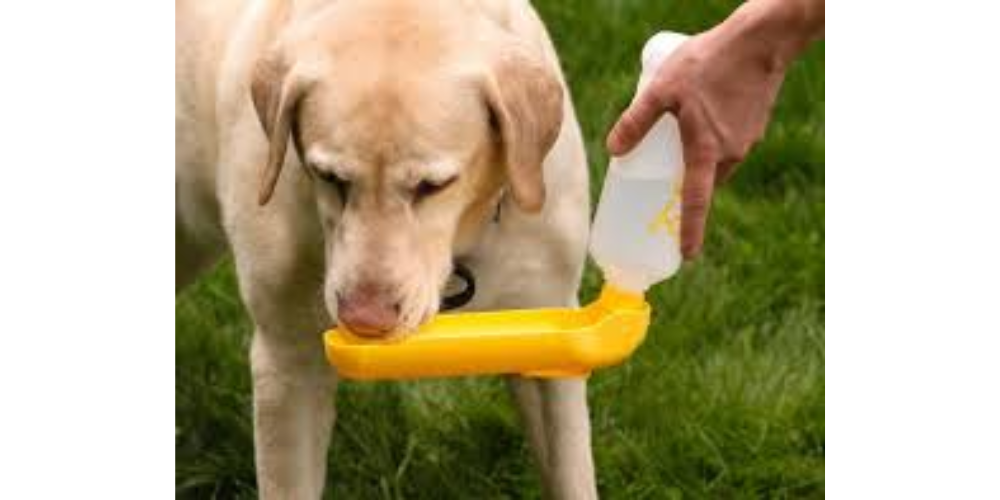 Perfect Travel Water Bottle for Dogs